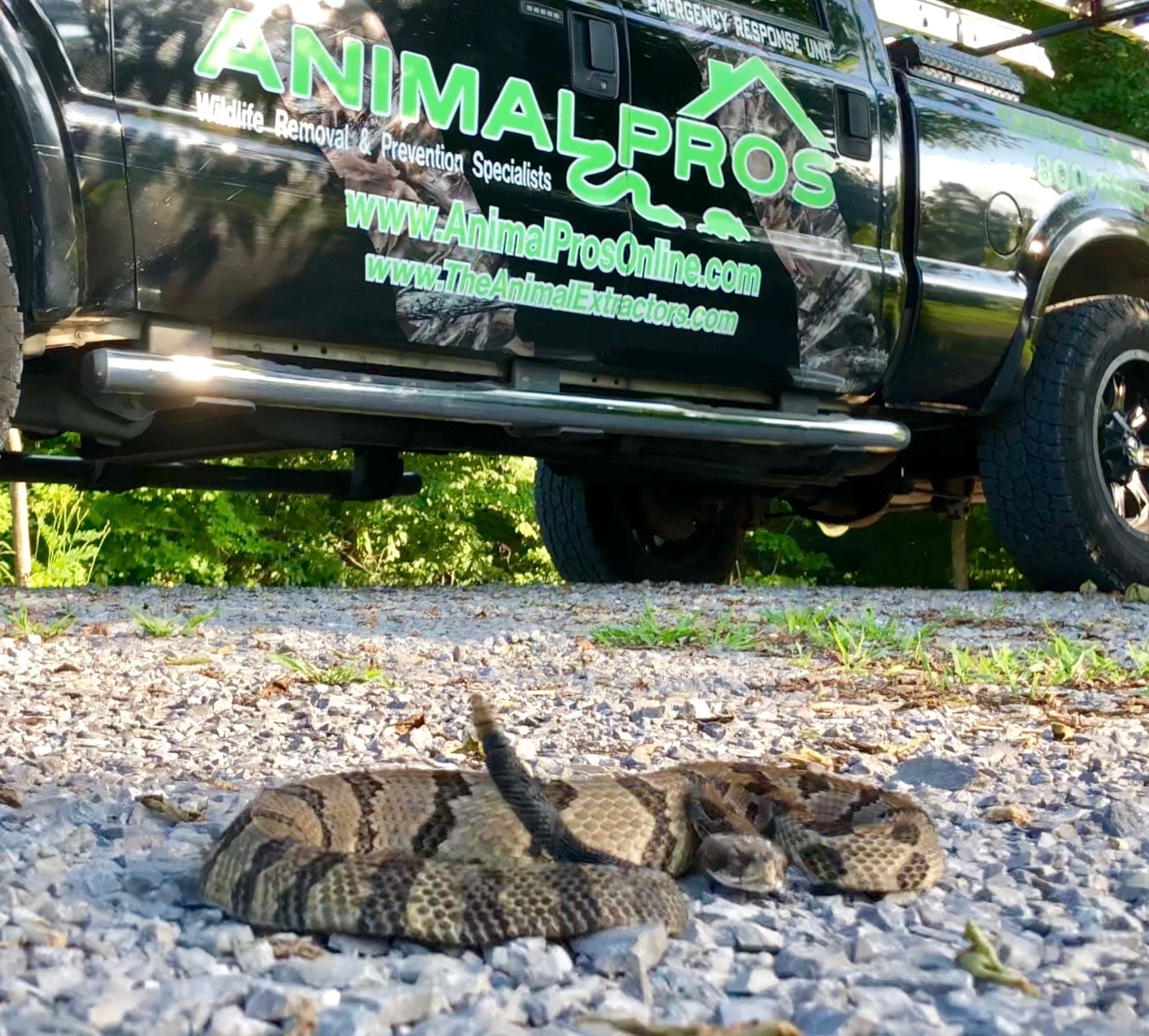Tennessee landscape — Nashville Snake Removal service area
