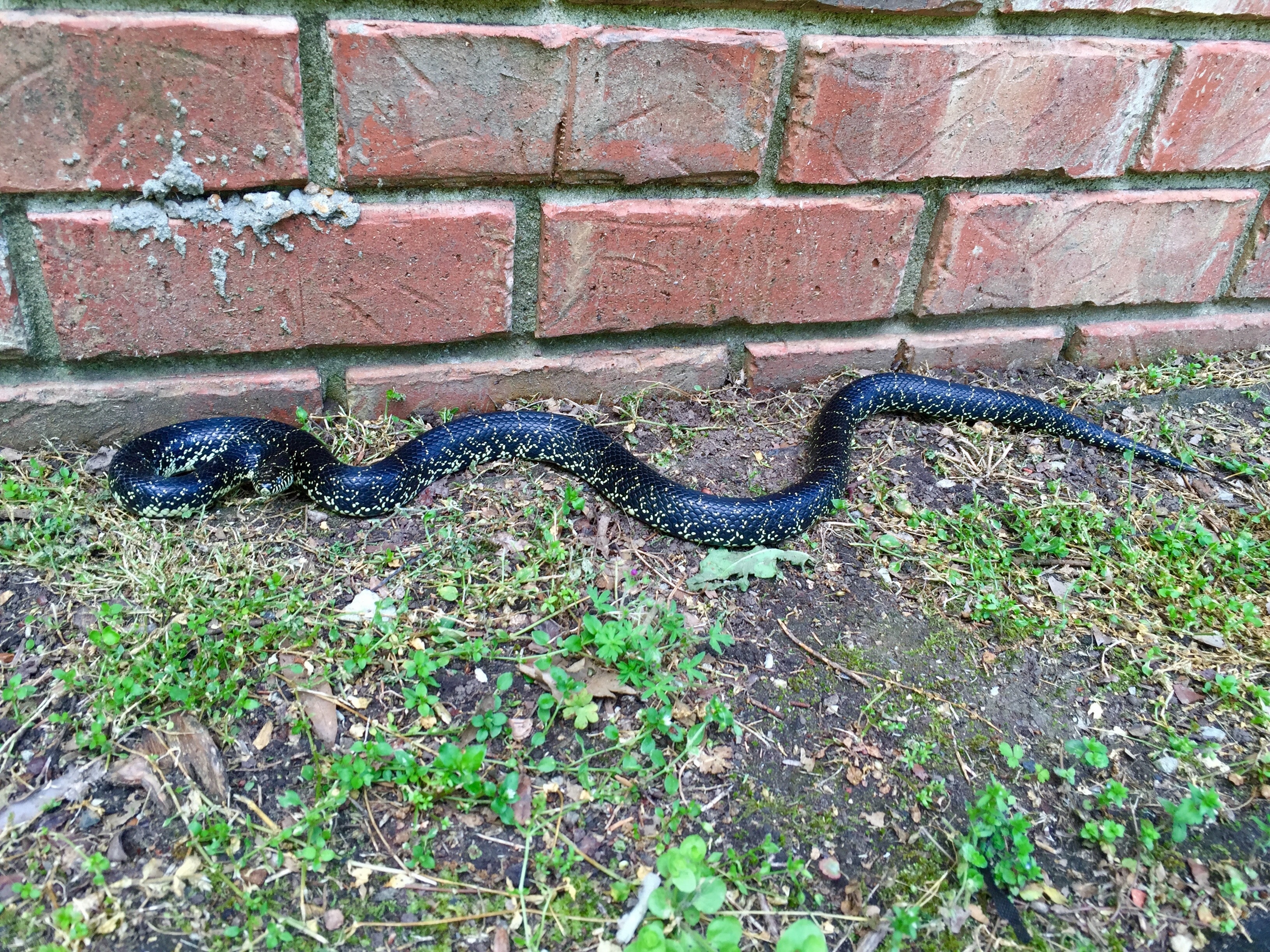 Snake-Proofing